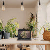 Best Office Plants to Make Remote Work Better in 2020
