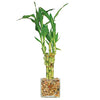 Brussel's Live Lucky Indoor Bamboo - 5 Stalk Straight - 3 Years Old; 4" to 6" Tall with Decorative Container