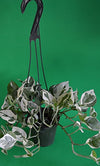 Double Dip Devil's Ivy - Epipremnum Aureum - 4" Hanging Basket - New/easy