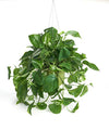 Shop Succulents | Pothos Succulent Hand Selected for Health, Size | 6" Grow Pot, Hanging House Plant, 6 inch, Gardeners Collection