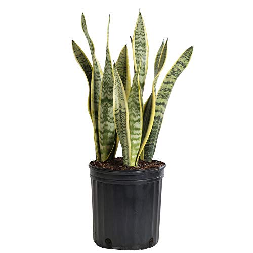 Shop Succulents | Live Sansevieria Laurentii House Plant in 6" Grow Pot | Hand Selected for Heath, Size & Readiness