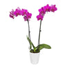 Just Add Ice 304209 Orchid Easy Care Live Plants, 5” Diameter, Purple