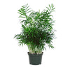 AMERICAN PLANT EXCHANGE Chamaedorea Elegans Victorian Parlour Palm Live Plant, 6" Pot, Indoor/Outdoor Air Purifier