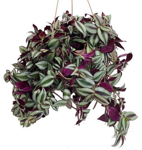 Purple Wandering Jew - 6" Hanging Pot - Easy to Grow House Plant - Inch Plant