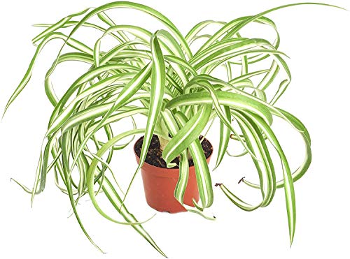 Bonnie' Curly Spider Hand Selected for Health and Size Hanging Plant, 4 inch