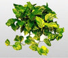 Golden Devil's Ivy - Pothos - Epipremnum - 6" Hanging Pot - Very Easy to Grow unique from Jmbamboo