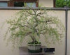 Bonsai Tree Dragon Willow - Thick Trunk Bonsai Cutting - Fast Growing Indoor/Outdoor Bonsai Tree - Ships Bare Root - Old Mature Look Fast