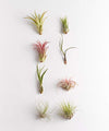 Shop Succulents | Assorted Collection of Live Air Plants, Hand Selected Variety Pack of Air Succulents | Collection of 8