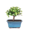 Brussel's Bonsai Live Dwarf Jade Indoor Bonsai Tree-3 Years Old 4" to 6" Tall with Decorative Container, Small