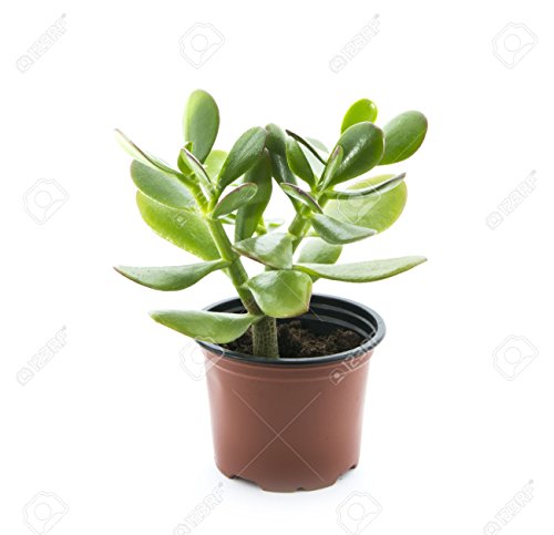 'Hobbit' Jade Plant - Crassula ovuta - Easy to Grow - 4