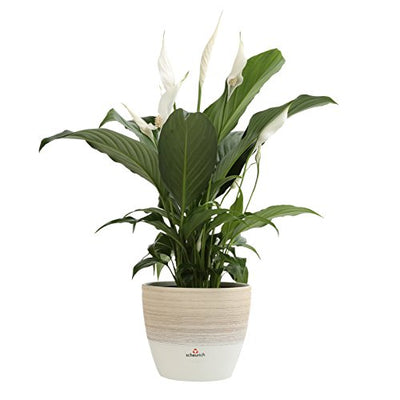 Costa Farms Spathiphyllum Peace Lily Live Indoor Plant in Premium Scheurich Ceramic Planter, 15-Inch, Gift