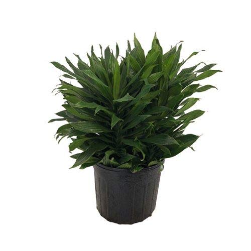 Dracaena Janet Craig - Live Plant in a 8 Inch Pot - Dracaena Deremensis 'Janet Craig' - Beautiful Low Light Indoor Houseplant