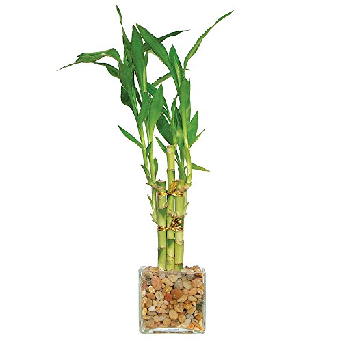 Brussel's Live Lucky Indoor Bamboo - 5 Stalk Straight - 3 Years Old; 4