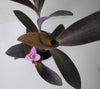 Purple Heart Plant - Setcreasea - Indoors or Out - Easy - 4" Pot