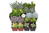 Shop Succulents | Assorted Collection | Variety Set of Hand Selected, Fully Rooted Live Indoor Succulent Plants, 20-Pack B