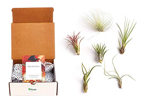 Shop Succulents | Unique Live Air Plants Hand Selected Variety of Different Species | Collection of 6