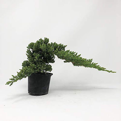 Healthy Bonsai Tree Windswept Juniper - Easy to Care For + Responds Well to Wiring and Reshaping, Strictly an Outdoor Bonsai Tree, Can be Added to a DIY Kit