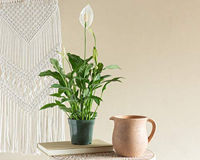 LIVETRENDS/Urban Jungle Peace Lily (Spath) in 4-inch Grower Pot, (Live Plant)
