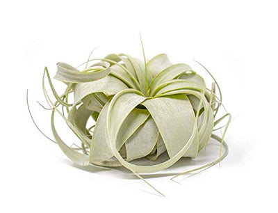 1 Tillandsia Xerographica Air Plant | Live Tropical Houseplant Decor for Terrarium Holder / Wedding Favors | Large Exotic Airplant by Plants for Pets