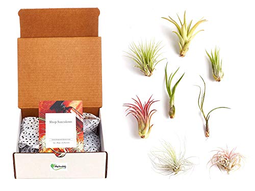 Shop Succulents | Assorted Collection of Live Air Plants, Hand Selected Variety Pack of Air Succulents | Collection of 8