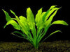 Greenpro Echinodorus Bleheri | Amazon Sword Paniculatus Potted Live Aquarium Plants for Aquatic Freshwater Fish Tank