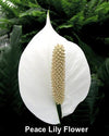 Domino Peace Lily Plant - Spathyphyllium - New - Easy - 6" Pot
