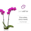 Just Add Ice 304209 Orchid Easy Care Live Plants, 5” Diameter, Purple