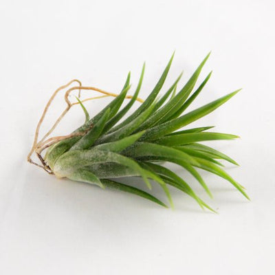 Air Plants - Ionantha Mexican - Set of 5 Air Plants - Colors Vary Throughout The Year - Fast Shipping - Tillandsia House Plants - Includes PDF E-Book By Jody James