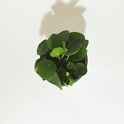 Pilea Peperomioides - 6" Pot with babies