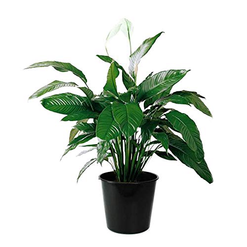 AMERICAN PLANT EXCHANGE Spathiphyllum Debbie Peace Lily Live Plant, 3 Gallon, Indoor/Outdoor Air Purifier
