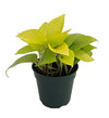Neon Devil's Ivy - Pothos - Epipremnum - 4" Pot - Very Easy to Grow