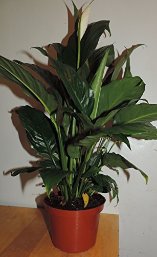 1-peace Lily Plant - Spathyphyllium - Great House Plant - 6