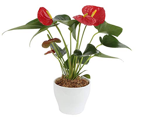 Costa Farms Blooming Anthurium Live Indoor Plant 12 to 14-Inches Tall, Ships in White Ceramic Planter, Gift, Fresh From Our Farm or Home Décor