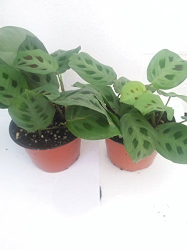 *Two Green Prayer Plant - Maranta - Easy to Grow - 4
