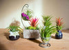 50 Air Plants Bulk | Live Tillandsia Plant Lot | Bulk Wedding Favors | DIY Party Gift | Air Succulents Set | Box Wholesale Lots by Plants for Pets