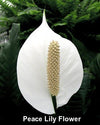 Two Peace Lily Plant - Spathyphyllium - 4.5" Unique Design Pot From Jm Bamboo