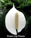 Domino Peace Lily Plant - Spathyphyllium - New - Easy - 6" Pot