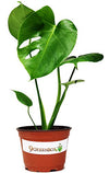 JM BAMBOO Split Leaf Philodendron 6" Pot - Monstera - Edible Fruit Tastes Like Pineapple