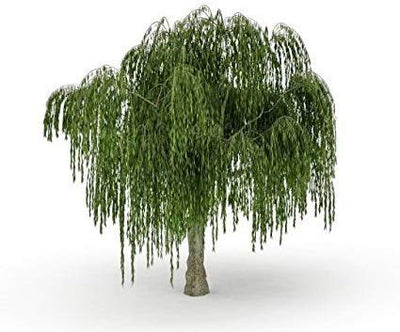 Dwarf Weeping Willow Tree Cutting - Burning Bush Weeping Willow - Unique and Small Indoor/Outdoor Tree Shrub Plant - Excellent Bonsai Tree - Ships Bare Root, No Pot or Soil