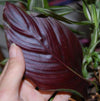 Pin Stripe Calathea - Live Plant in a 4 Inch Pot - Calathea Ornata - Beautiful Easy to Grow Air Purifying Indoor Plant