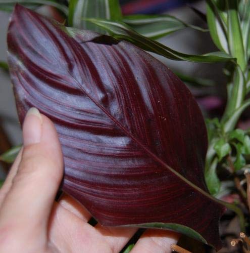 Pin Stripe Calathea - Live Plant in a 4 Inch Pot - Calathea Ornata - B -  MiamiJungle