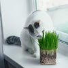 Compostable Cat Grass Grow Bag Kit, 3 Pack, All Organic, Just add Water. Made in The USA