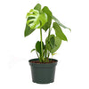 American Plant Exchange Philodendron Monstera Deliciosa Live Plant, 6" Pot, Fruit Producing Indoor Air Purifier