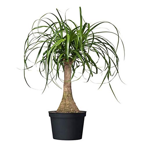 AMERICAN PLANT EXCHANGE Ponytail Palm Single Trunk Live Plant, 6