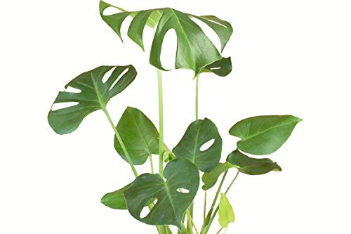Shop Succulents Standing Collection Indoor House Plant in 6" Grow Pot, Monstera, Green
