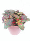 Hirts: House Plants Red Veined Nerve Plant