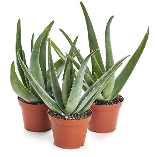 Shop Succulents | Alluring Aloe Collection of Live Aloe Plants, Hand Selected Variety Pack of Aloe Plants, | Collection of 3 in 4" pots