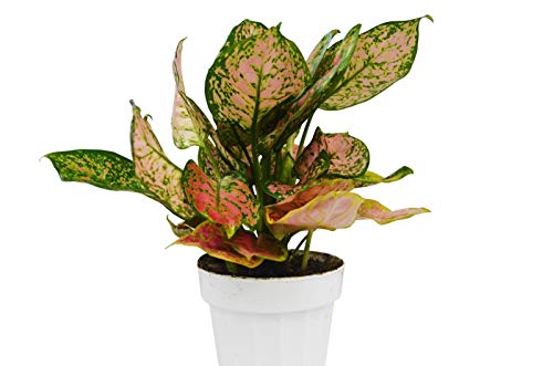 Chinese Evergreen 'Lady Valentine' - Aglaonema - Free Care Guide - 18