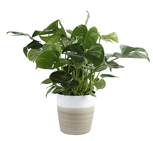 Monstera Deliciosa Split Leaf, 4 Plant — The Plant Farm®