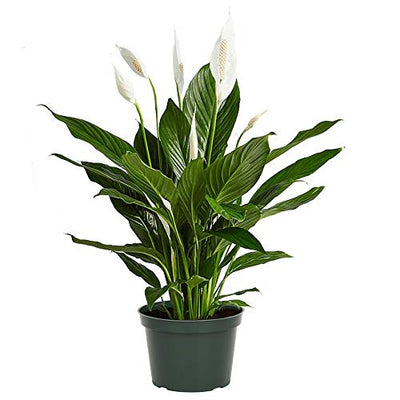 AMERICAN PLANT EXCHANGE Spathiphyllum Flower Bunch Peace Lily Easy Care Live Plant, 6" Pot, Top Indoor Air Purifier